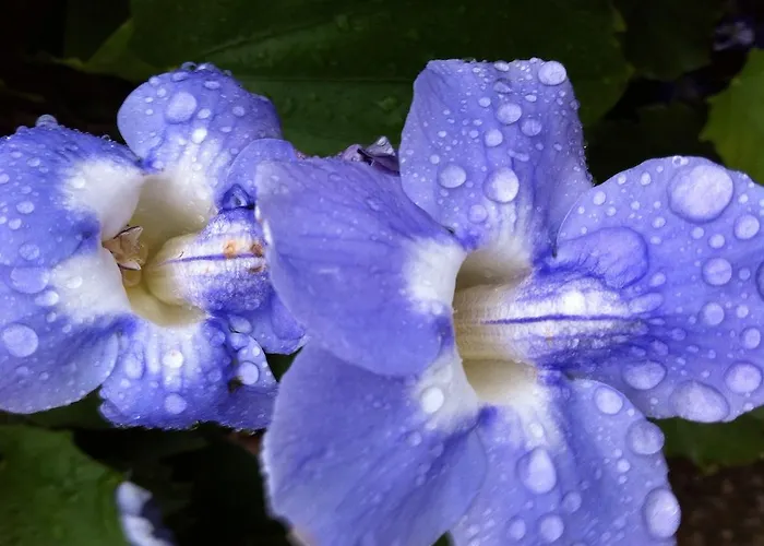 Cap Au Sud,vue Panoramique Mer,piscine